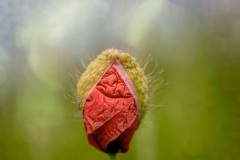 Klatschmohn_No1-2_1920px-Kopie