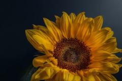Summer_flower_No_1_1920px