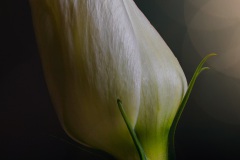 Summer_flower_No_2_2_1920px
