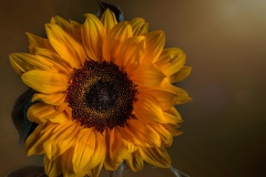 Summer_flower_No_3_1920px