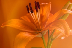 Summer_flower_No_4_1200px