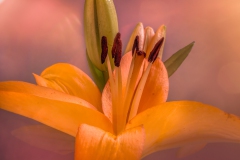 Summer_flower_No_5_1920px