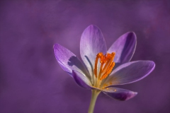 spring-flower_1