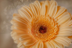 spring-flower_11