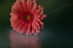 spring-flower_12