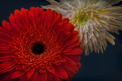 spring-flower_14_1920px