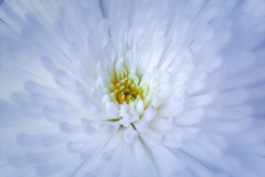 spring-flower_16_1920px