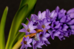 spring-flower_17