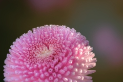 spring-flower_18