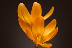 spring-flower_3