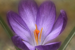 spring-flower_4