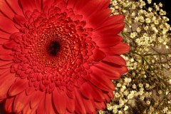 spring-flower_5