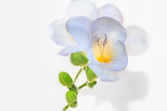 spring-flower_6