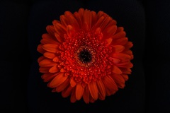 spring-flower_7