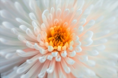 spring-flower_8
