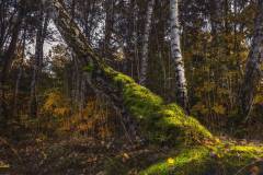 Baumstamm-am-Bergwitzsee