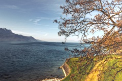 am_Genfer_See_Baum