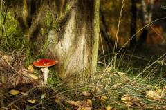 fliegenpilz-mit-baum