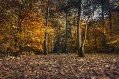 forest-autumn