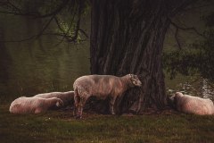 sheep