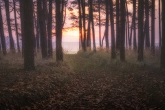 the_way_out