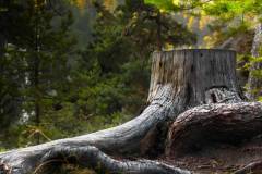 tree-stump