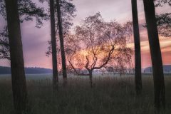 trees_in_sunset