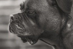 Oskar_1920px